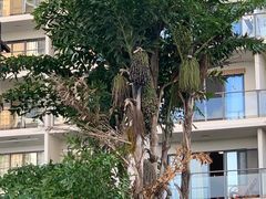 -三亚海棠湾万丽度假酒店