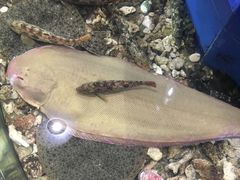 -山东八大碗山东老字号