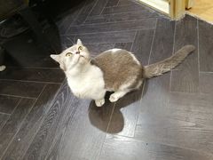 -猫色咖啡·猫咖