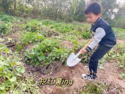 -前小桔亲子创意农场·草莓采摘·露营烧烤