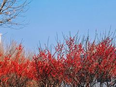-泰山花样年华景区