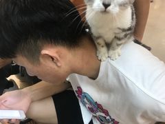 -lincat·猫舍(广州店)