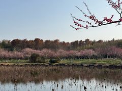 -上海海湾国家森林公园