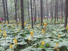 -洛阳白云山景区