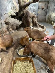 -Zoolung Zoolung动物主题公园(海信广场店)