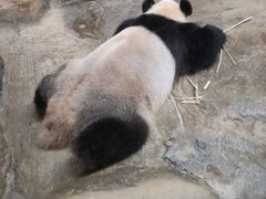 -海南热带野生动植物园