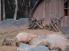 -云南野生动物园