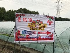 -喜杨洋草莓采摘园