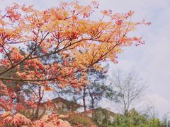 -铁山坪森林公园