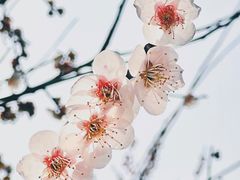 -花开海上生态园