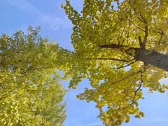 -武汉紫薇都市田园