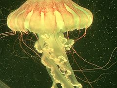 -欢乐海岸海洋奇梦馆