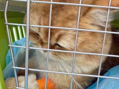 -芭比堂动物医院·CT·微创中心(新顺分院)