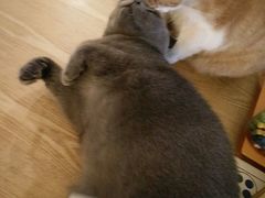 -猫咖时代(中山亭店)