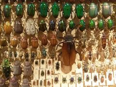 -墨尔本博物馆(Melbourne Museum)