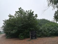 -汉长安城未央宫国家考古遗址公园