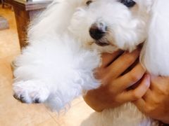 -more than meow吴止猫主题餐厅(承德 中船汇店)