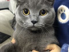 -宠福鑫康馨动物医院·骨科·眼科