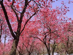 -昆明动物园