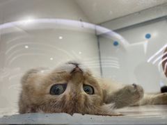 -1013 PET SHOP精品宠物商店(丁香店)