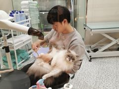 -momokira米努特·德文卷毛猫·棉花面纱犬