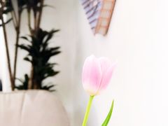 -COTTON CAFE(德信·中外公寓店)