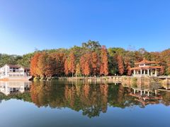 -深圳仙湖植物园