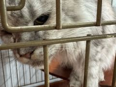 -猫爷宠物生活馆·撸猫馆
