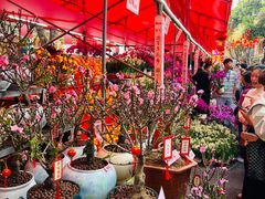 -越秀西湖花市(广州城市广场花卉店)