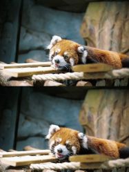 -Zoolung Zoolung动物主题公园(海信广场店)