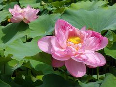 -陈家山荷花公园