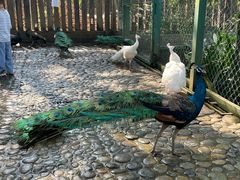 -西双版纳傣族园