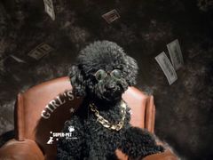 -超宠爱宠物摄影-Super pet