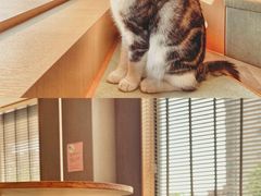 -CAT’S MEWSTAR CAFE·喵星球猫屋(晴湾咖啡店)