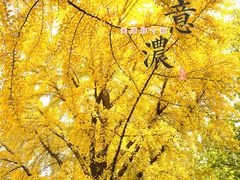 -三里屯东五街银杏大道
