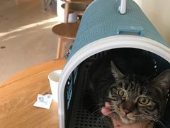 -纳吉亚猫专科动物诊疗中心(蒋宅口分院)