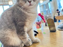 -Let's go狗咖·猫咖·奶狗·桌游(春熙路IFS店)