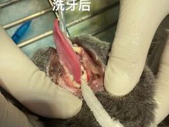 -贝康宠物医院·犬猫全科·小动物特色诊疗中心(东环路店)