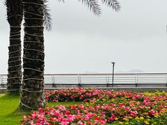 -野狸岛