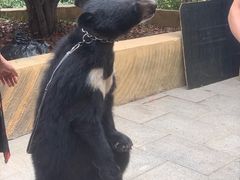 -东方熊牧场