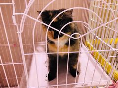 -藏猫猫咖啡主题馆(中央大道店)