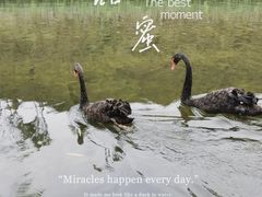 -黄龙溪欢乐田园