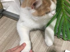 -藏猫猫咖啡主题馆(中央大道店)
