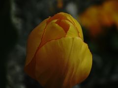 -上海鲜花港