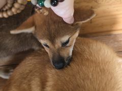 -柴犬高等学院·狗咖·柴犬售卖·宠物训练