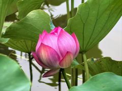 -莲花池公园