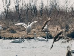 -烟墩角天鹅湖