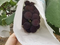 -马陆小张葡萄园农家乐