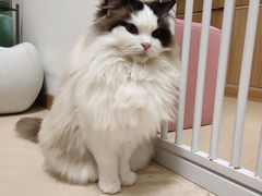 -猫在这儿猫咪咖啡馆·撸猫馆