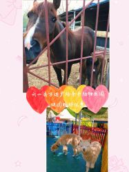 -萌宠亲子动物乐园(槐房万达店)